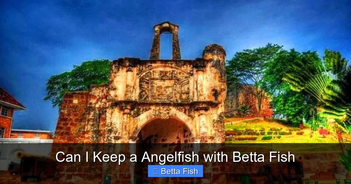 Can I Keep a Angelfish with Betta Fish