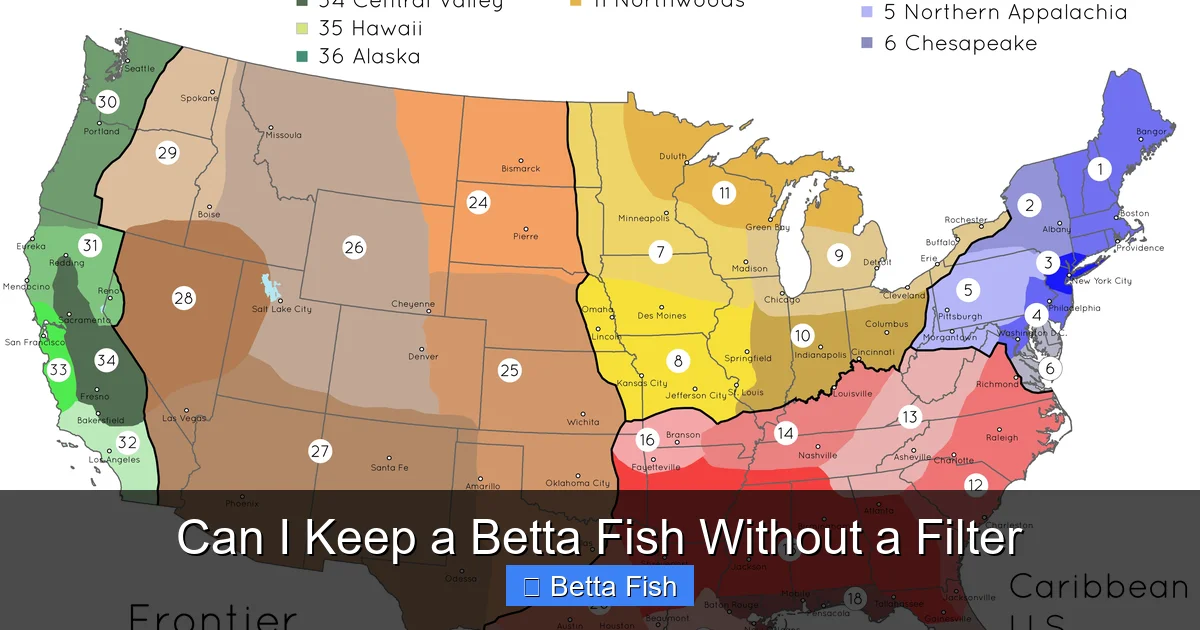 Can I Keep a Betta Fish Without a Filter