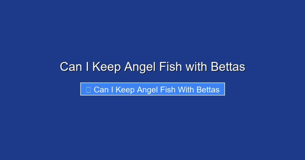 Can I Keep Angel Fish with Bettas
