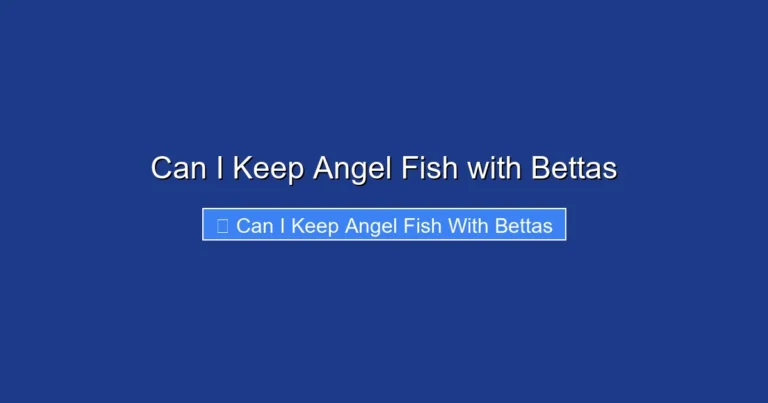 Can I Keep Angel Fish with Bettas