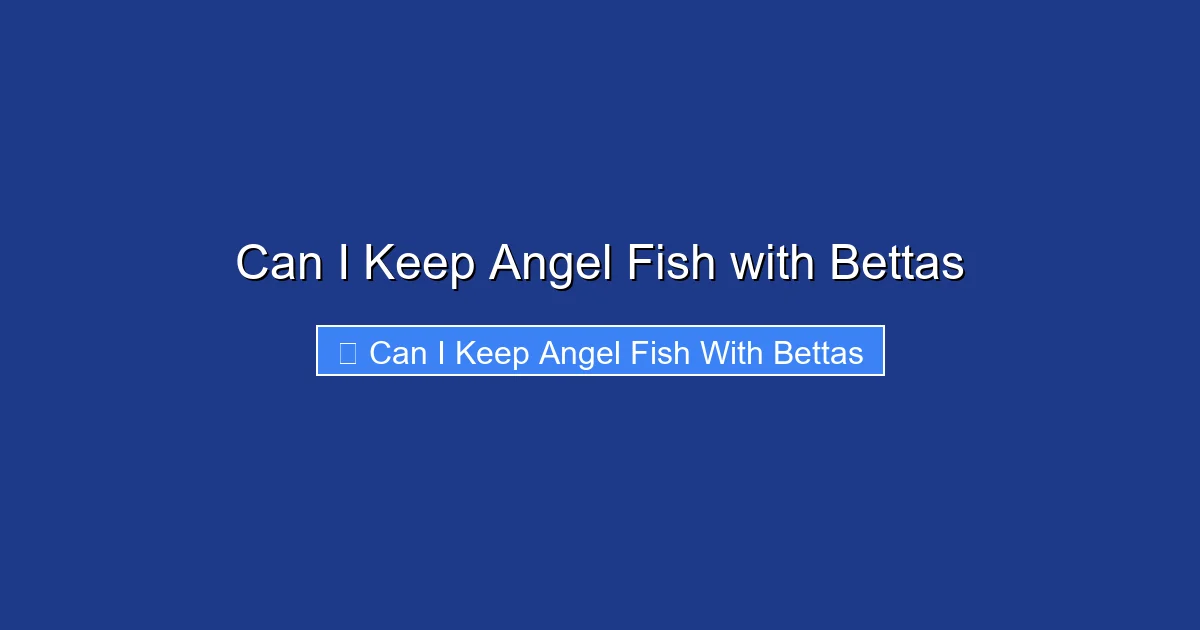 Can I Keep Angel Fish with Bettas