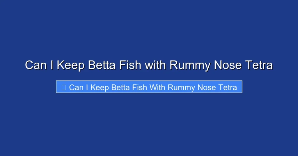 Can I Keep Betta Fish with Rummy Nose Tetra