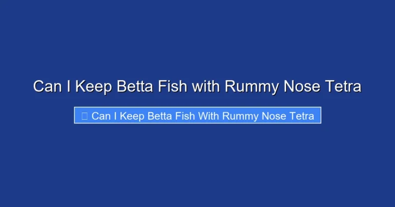 Can I Keep Betta Fish with Rummy Nose Tetra