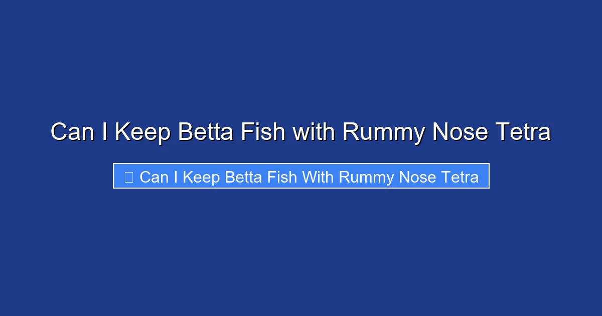 Can I Keep Betta Fish with Rummy Nose Tetra