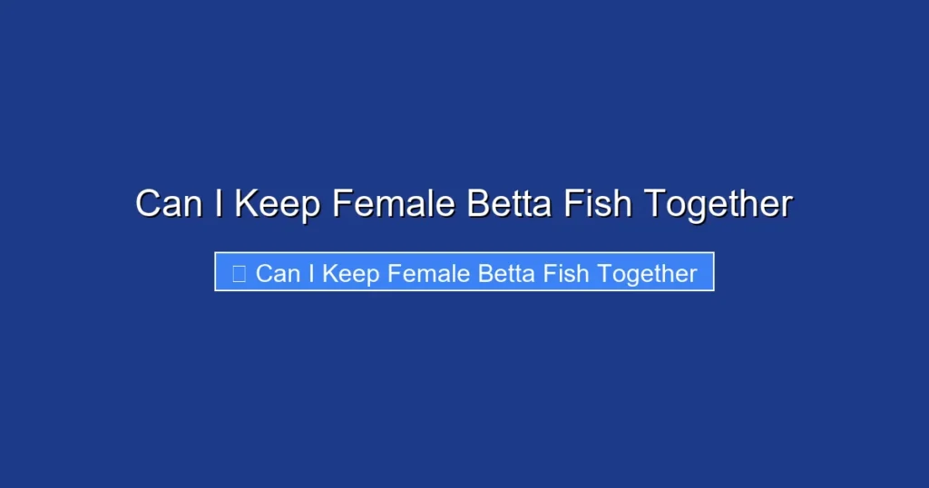 Can I Keep Female Betta Fish Together