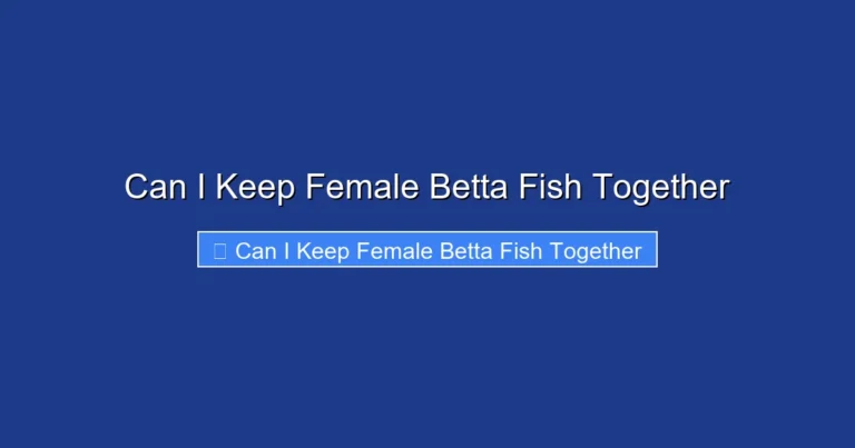 Can I Keep Female Betta Fish Together