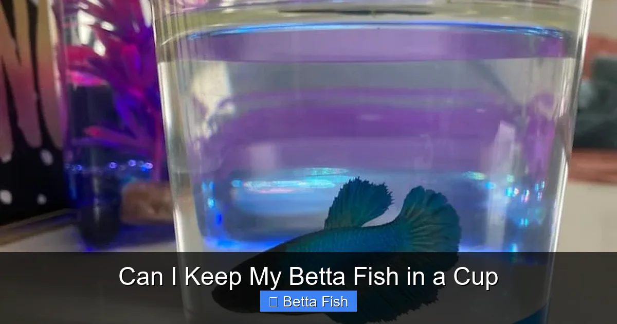 Can I Keep My Betta Fish in a Cup