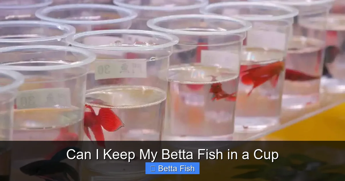 Can I Keep My Betta Fish in a Cup