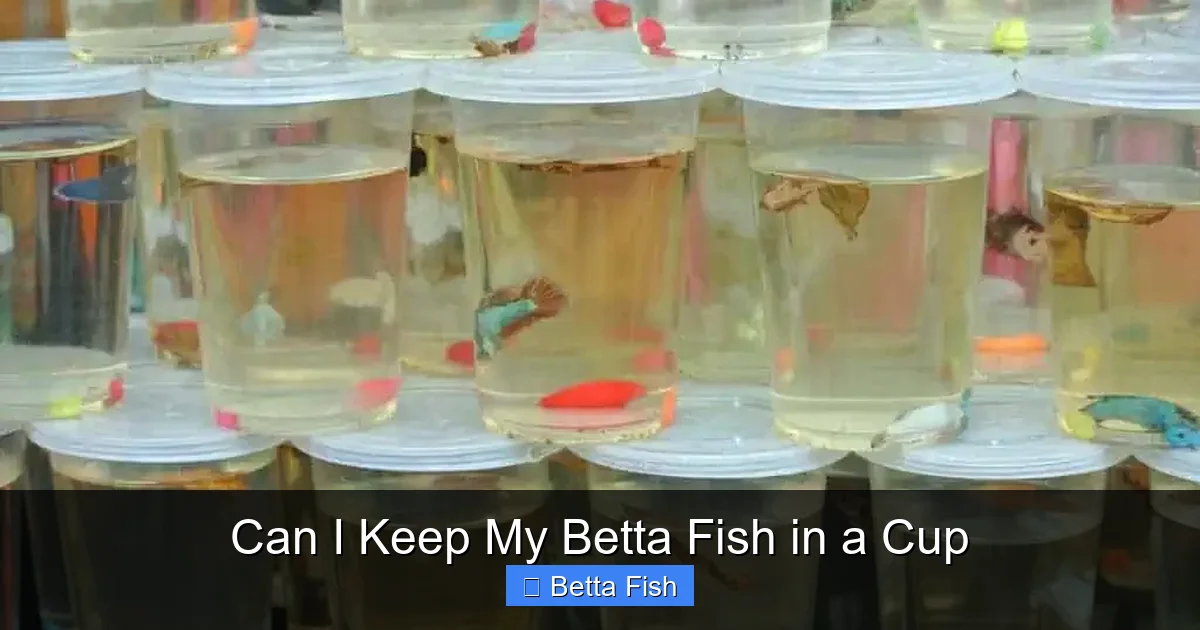 Can I Keep My Betta Fish in a Cup