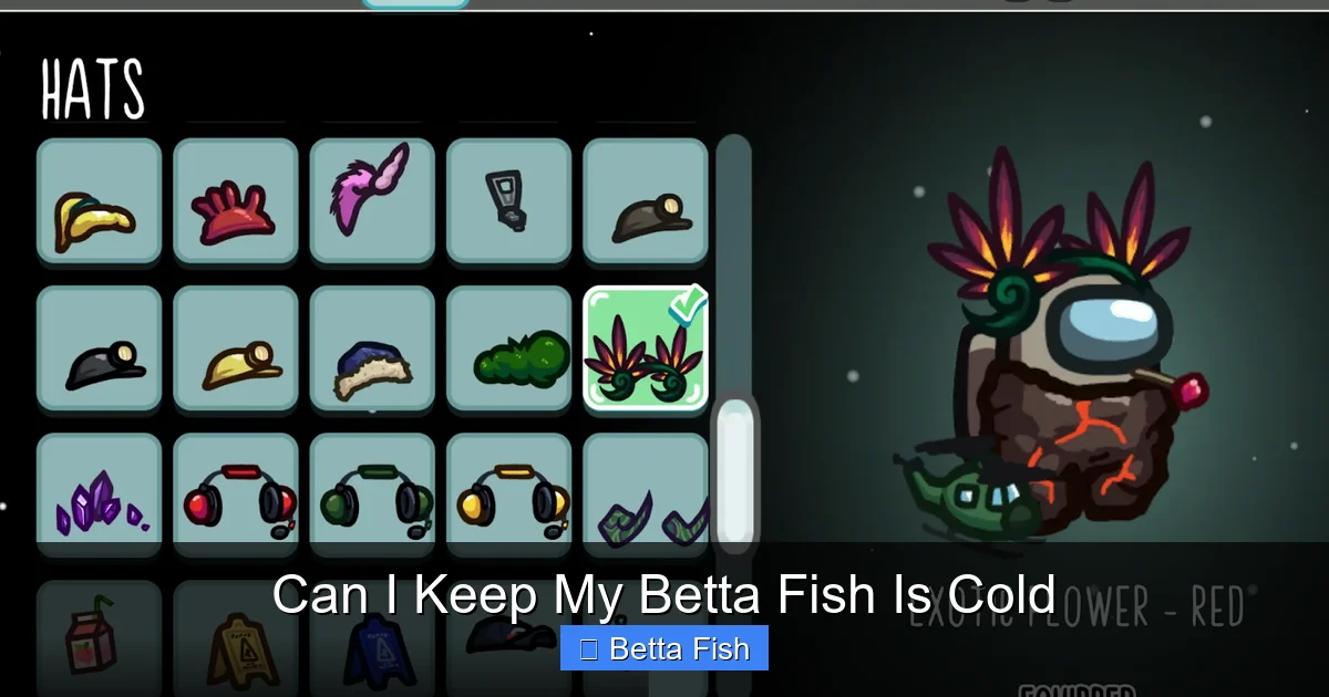 Can I Keep My Betta Fish Is Cold