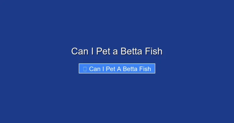 Can I Pet a Betta Fish