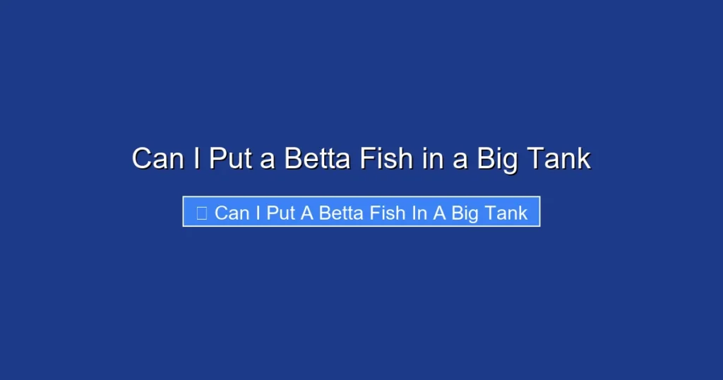 Can I Put a Betta Fish in a Big Tank
