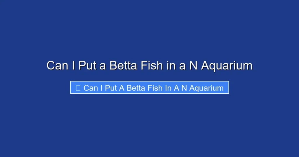 Can I Put a Betta Fish in a N Aquarium