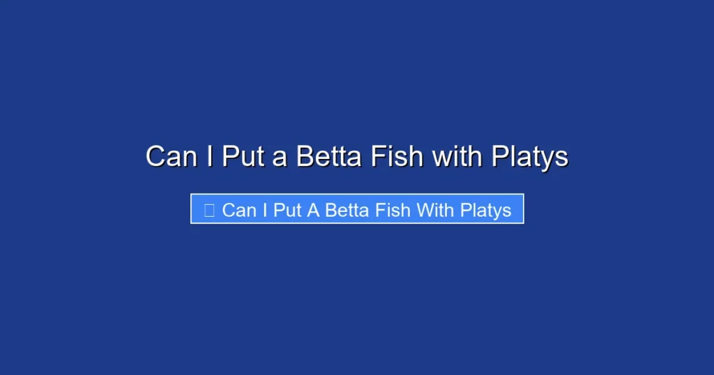 Can I Put a Betta Fish with Platys