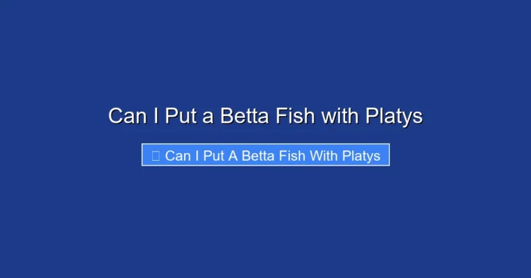 Can I Put a Betta Fish with Platys