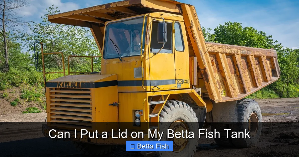 Can I Put a Lid on My Betta Fish Tank