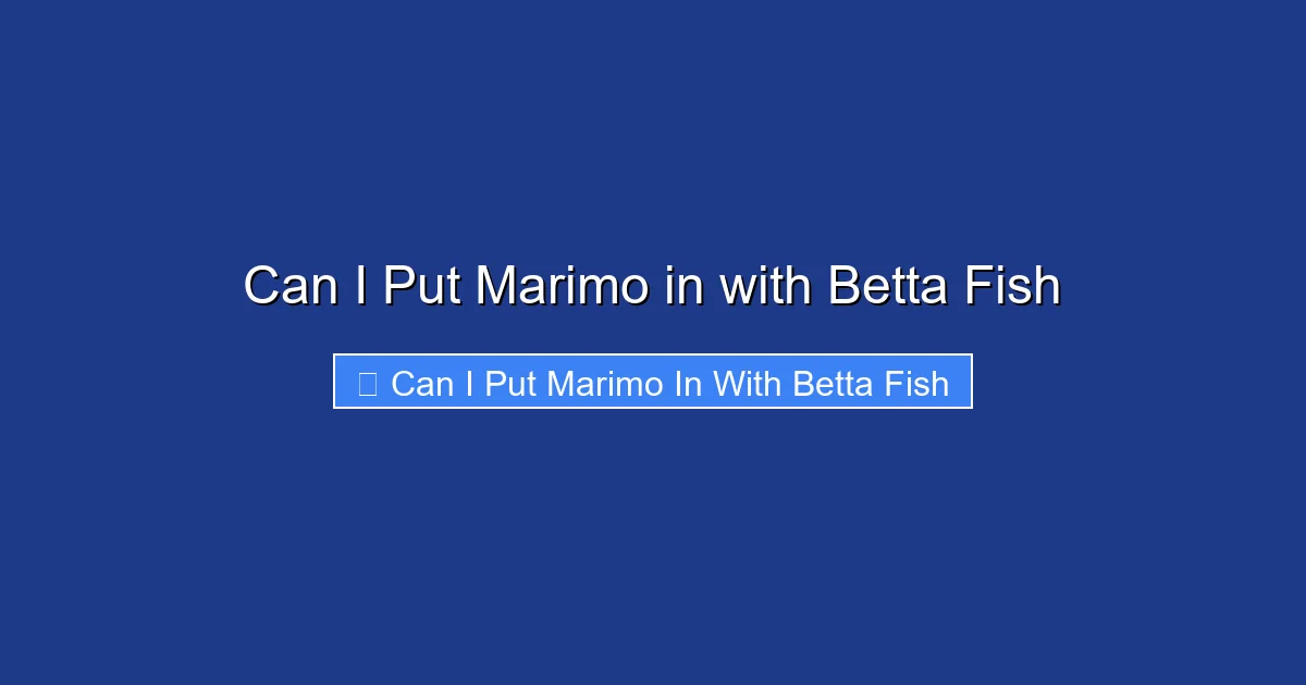 Can I Put Marimo in with Betta Fish