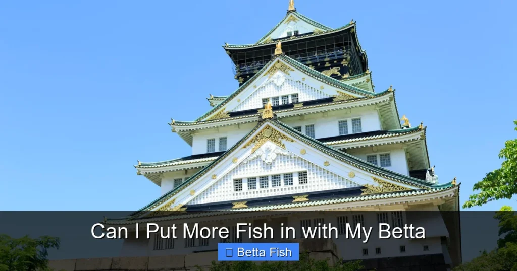 Can I Put More Fish in with My Betta