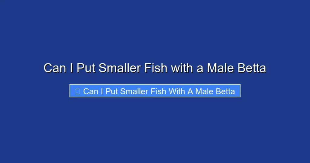 Can I Put Smaller Fish with a Male Betta