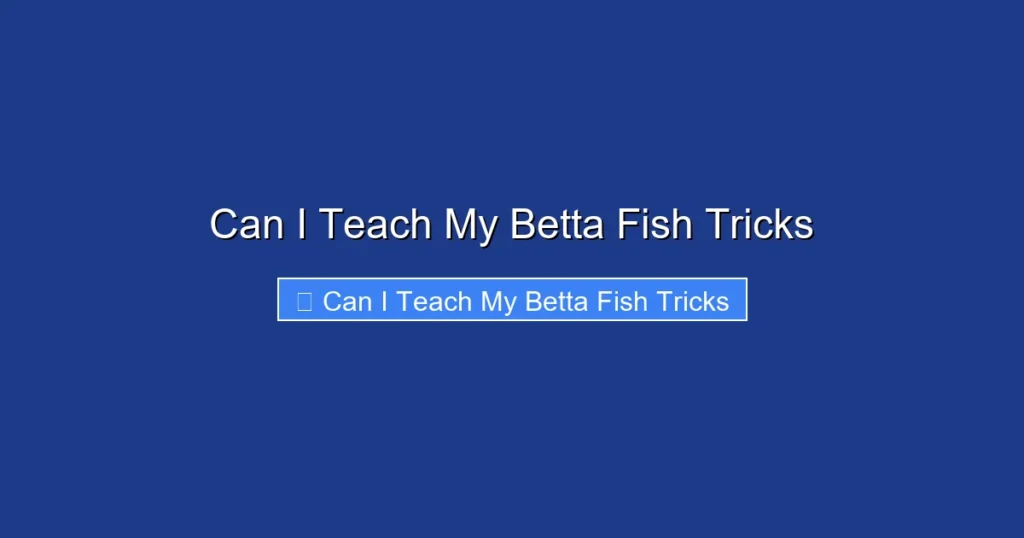 Can I Teach My Betta Fish Tricks