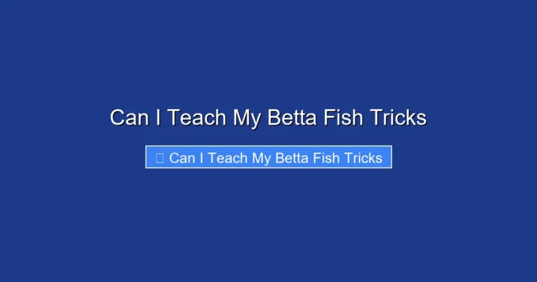 Can I Teach My Betta Fish Tricks