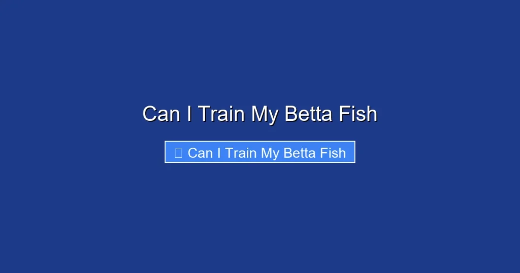 Can I Train My Betta Fish