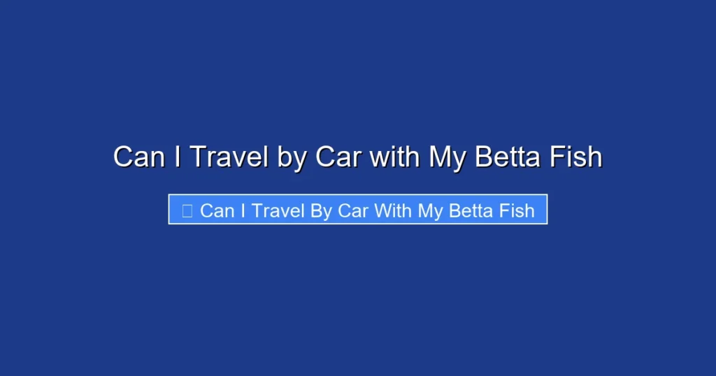 Can I Travel by Car with My Betta Fish
