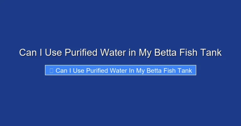 Can I Use Purified Water in My Betta Fish Tank