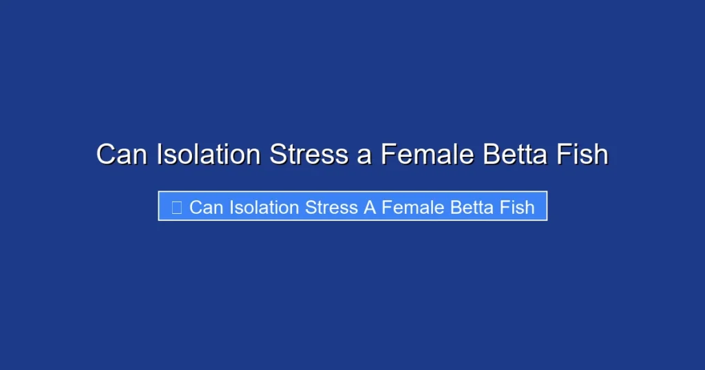 Can Isolation Stress a Female Betta Fish