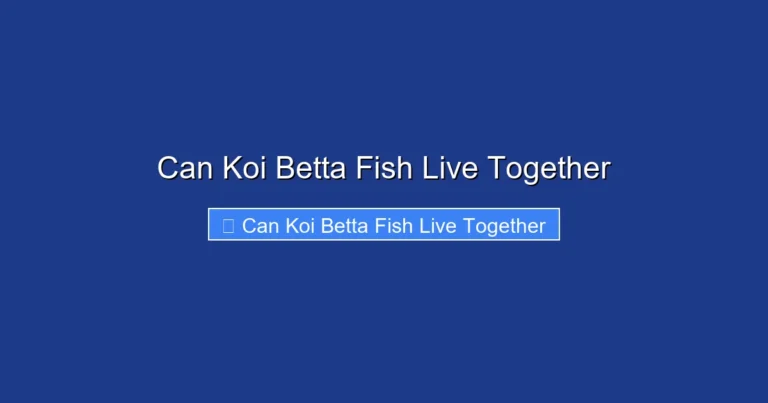 Can Koi Betta Fish Live Together