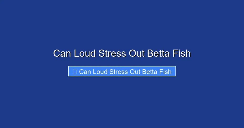 Can Loud Stress Out Betta Fish