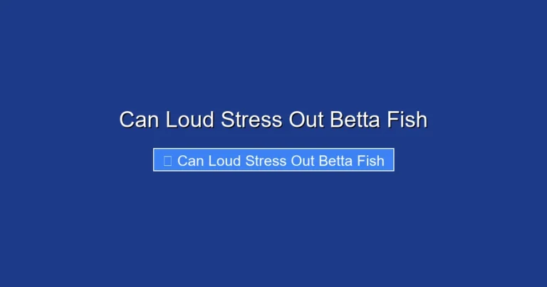 Can Loud Stress Out Betta Fish