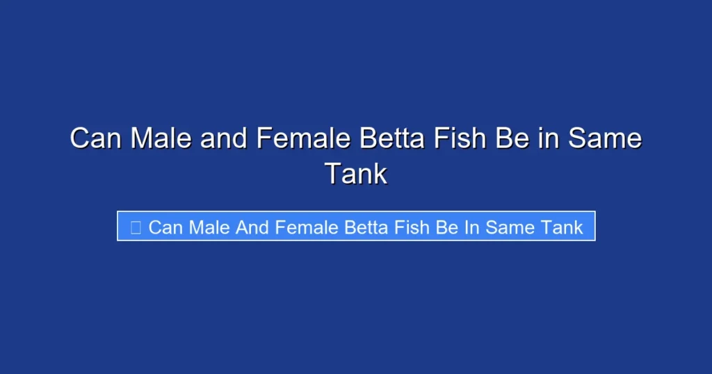Can Male and Female Betta Fish Be in Same Tank