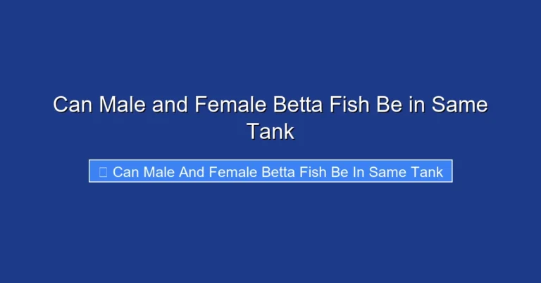 Can Male and Female Betta Fish Be in Same Tank