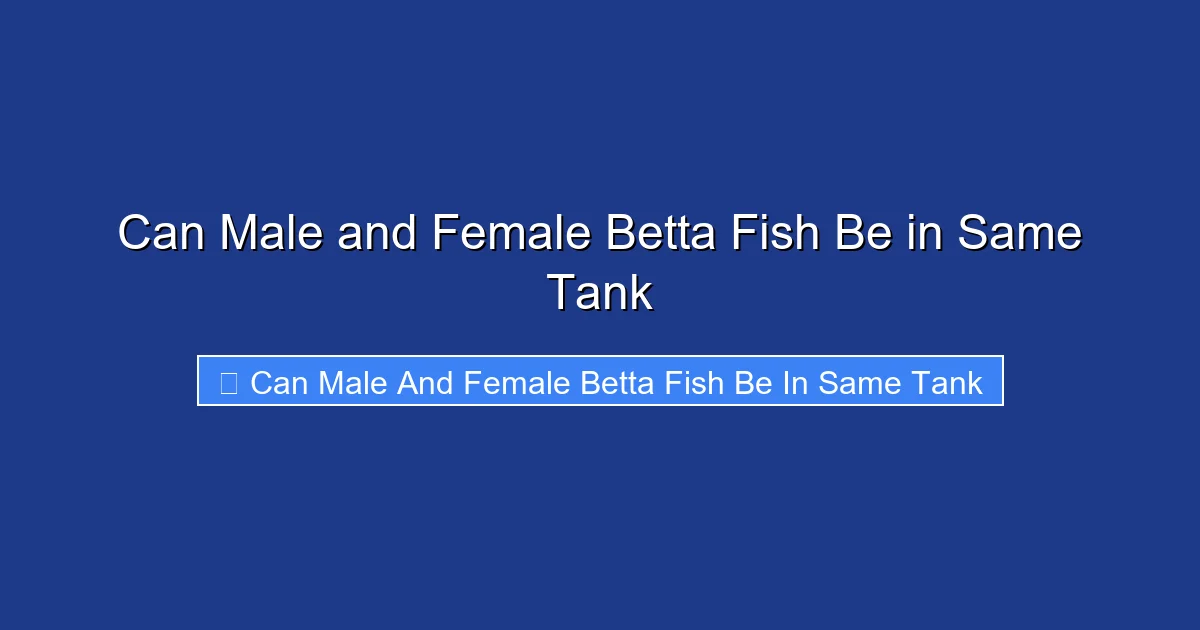 Can Male and Female Betta Fish Be in Same Tank