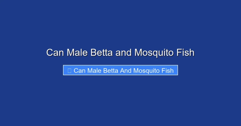 Can Male Betta and Mosquito Fish