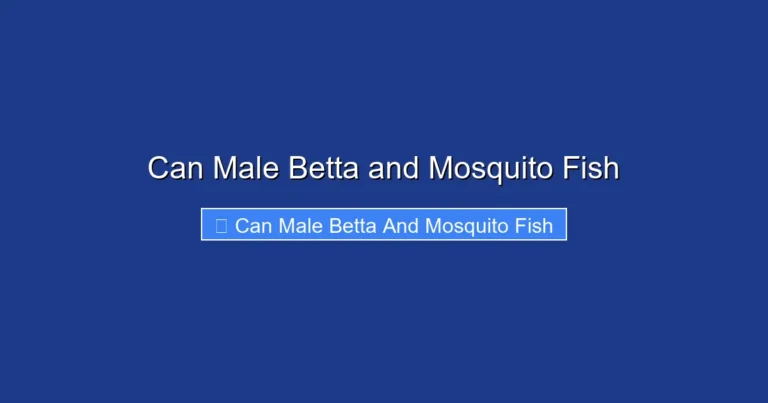 Can Male Betta and Mosquito Fish