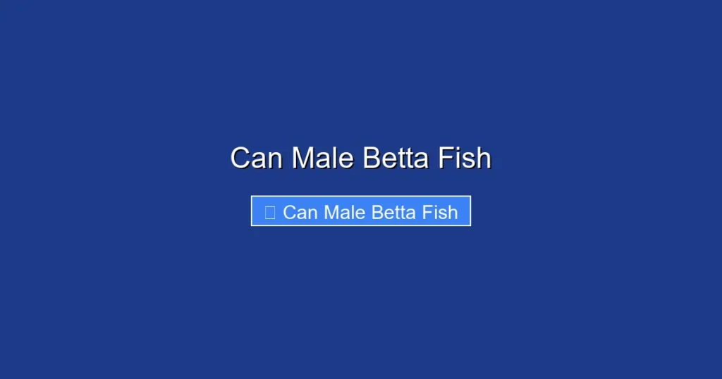 Can Male Betta Fish