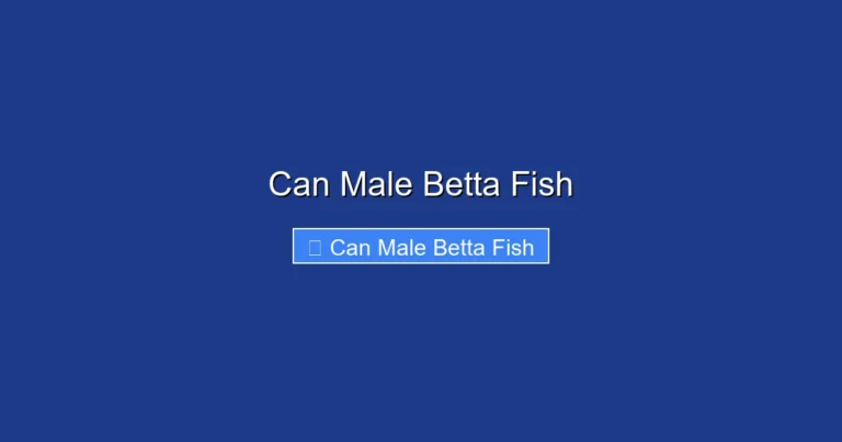 Can Male Betta Fish