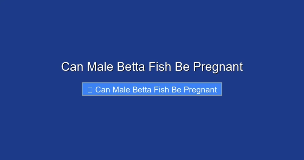 Can Male Betta Fish Be Pregnant