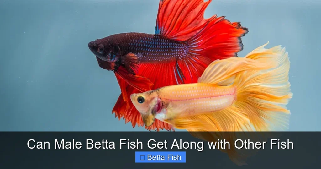 Can Male Betta Fish Get Along with Other Fish