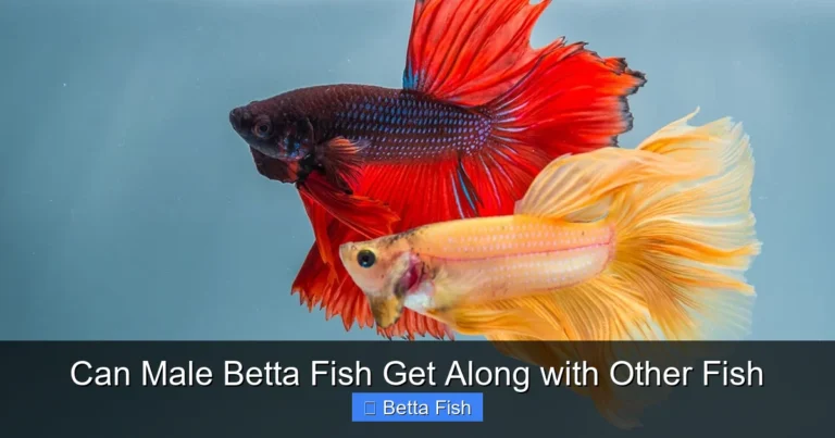 Can Male Betta Fish Get Along with Other Fish