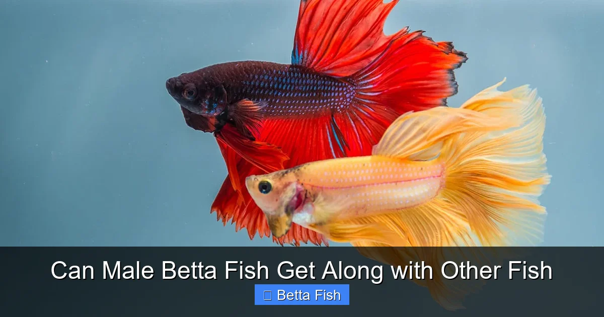 Can Male Betta Fish Get Along with Other Fish