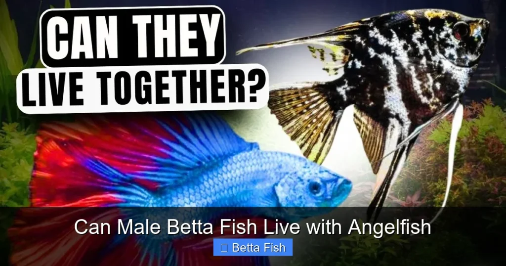 Can Male Betta Fish Live with Angelfish