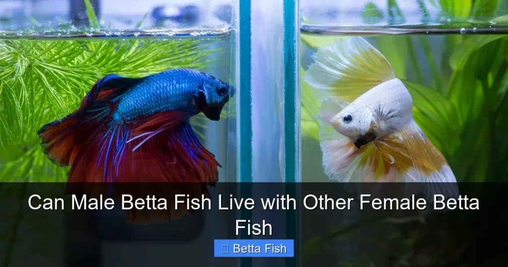 Can Male Betta Fish Live with Other Female Betta Fish