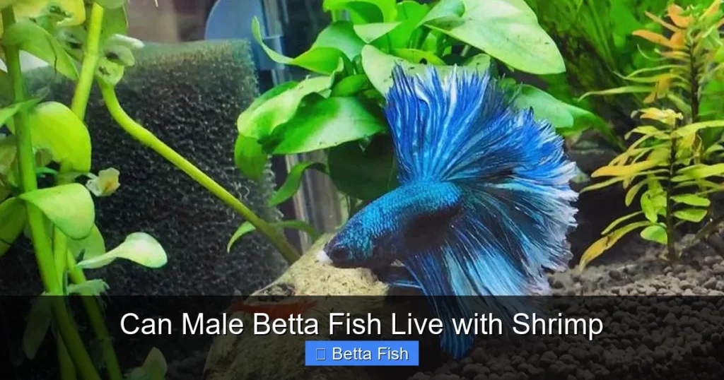 Can Male Betta Fish Live with Shrimp