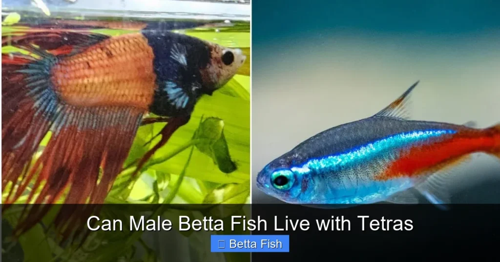 Can Male Betta Fish Live with Tetras