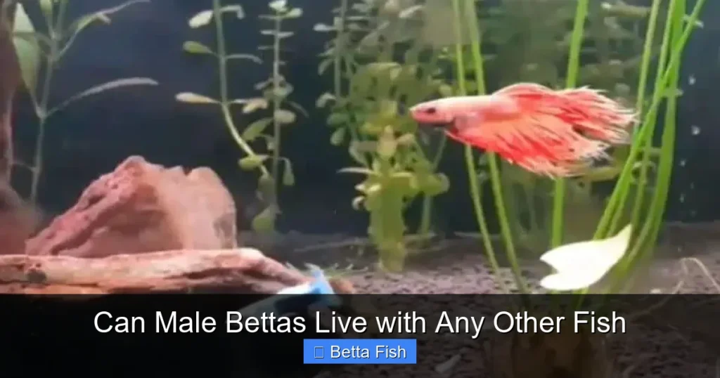 Can Male Bettas Live with Any Other Fish