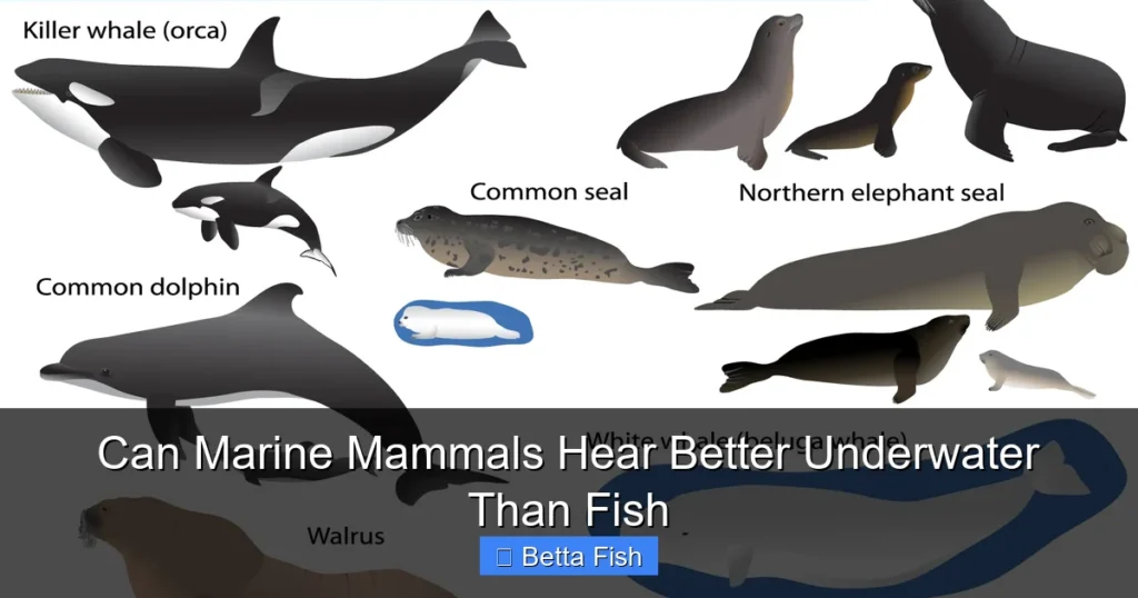 Can Marine Mammals Hear Better Underwater Than Fish
