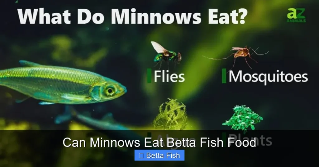 Can Minnows Eat Betta Fish Food